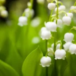 Конвалії-квіти_Олія-Нефертіті